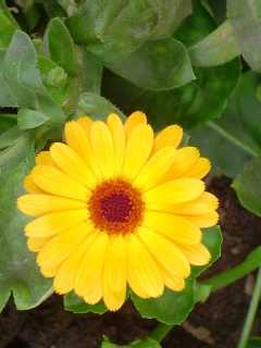 amarilla