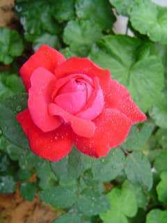 rose