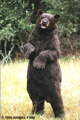 BlackBear