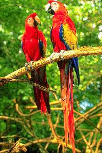 macaws