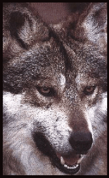 Wolf