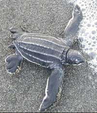 LaudTurtle