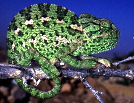 chamaeleon