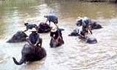 ChiangMai Tour 5 :  Tour Chiang Mai Elephant habit in the stream