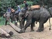 ChiangMai Tour 5 : Chiang Mai elephant at work enjoy your trip with local Chiang Mai elephant and Chiang Mai elephant trainner see how these animal so wonderful