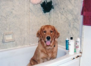 socrates in bathtub