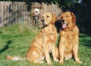 socrates and crenshaw