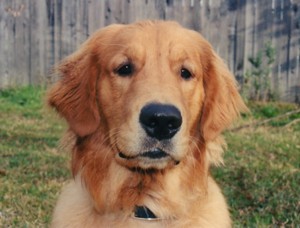 Socrates head shot