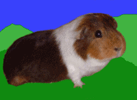 Nut Nut Nut Nutmeg! *who passed away on 21-10-2002*