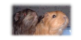 C'mon! Send in your piggy pics!