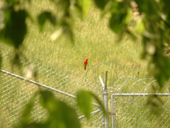 Cardinal