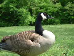Canadian Goose