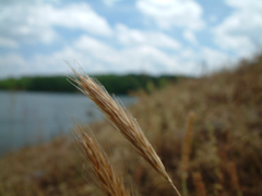 Wild Grass