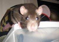 edgarallenpoerat