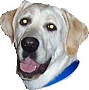 Click here for some good infor on Yellow Labs.