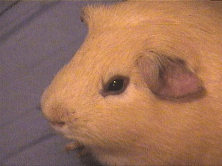 Joey.jpg (25066 bytes)