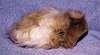 merino.jpg (2708 bytes)