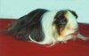 tricoloredsheltie.jpg (2274 bytes)