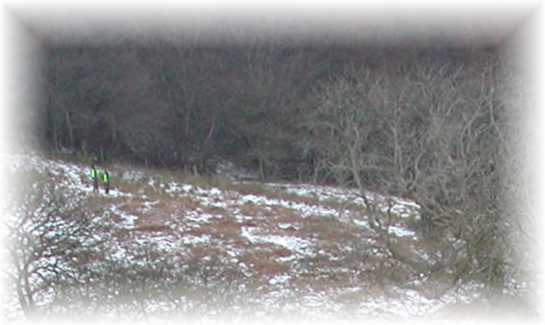 the SNOWFIELDS