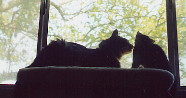 shadowkitties