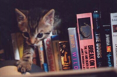 bookkitty
