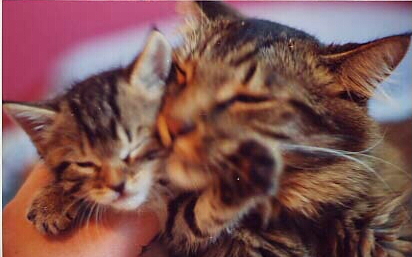 kittybath3