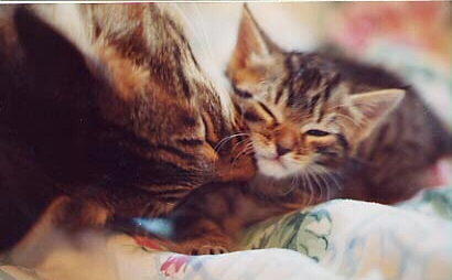 kittybath2