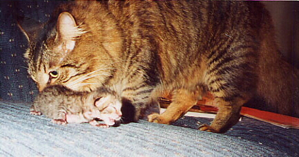 even more grooming