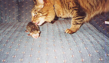 grooming