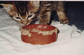 foodface