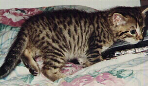 leopardgirl