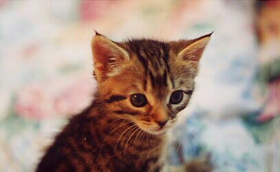 lilface