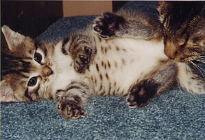 tummyspots