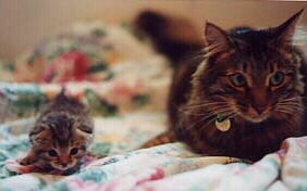 mysweetkitties