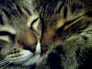 close up nappers