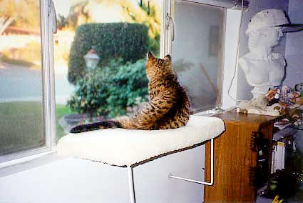 perch