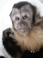 This monkey may have a better chance of getting us back on track than Gut.