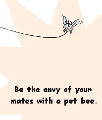 Pet bee