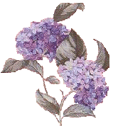 hydrangea flowers