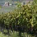 Vineyard one