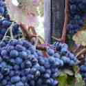 Where the wine came from