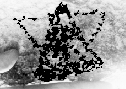 gemelos.gif (37624 bytes)