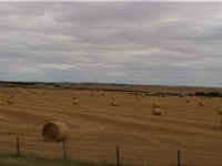 hayfields_forever.jpg (75843 bytes)