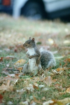 Looking furtively around to see if I'm stealing his nuts...