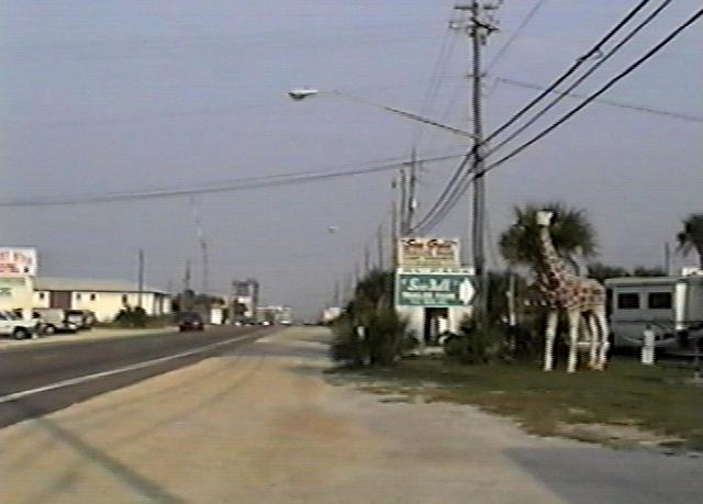 lonely giraffe