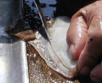 Rensa fisken.