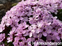 Blommor