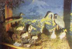 Biologi Museum