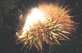 kalender05.gif (39034 bytes)
