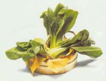 bokchoi